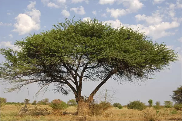 Umbrella Thorn Acacia (Acacia tortilis), Okavango Delta, Botswana, Africa