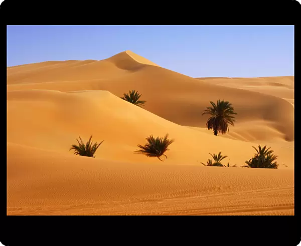 Palm trees growing in the hot desert sand, Mandara Valley, Ubari Sand Sea, Sahara, Libya, North Africa, Africa