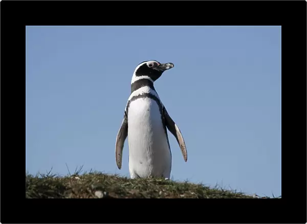 Magellanic Penguin (Spheniscus magellanicus), La Isla Magdalena, Patagonia, Chile, South America