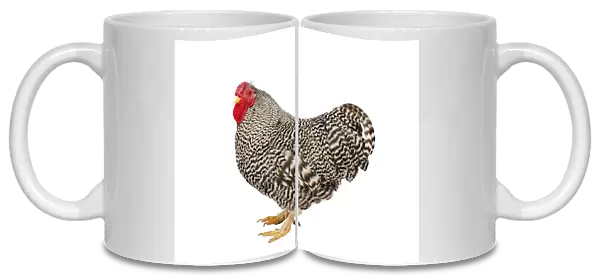 Chicken (Gallus gallus domesticus), Wyandotte Bantam cockerel