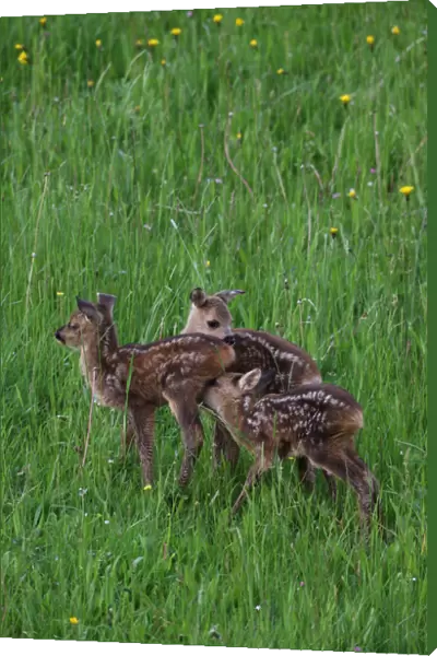 European Roe Deer (Capreolus capreolus), fawn triplets, Allgaeu, Bavaria, Germany, Europe