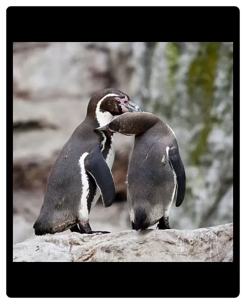 Humboldt penguin or Patranca (Spheniscus humboldti)