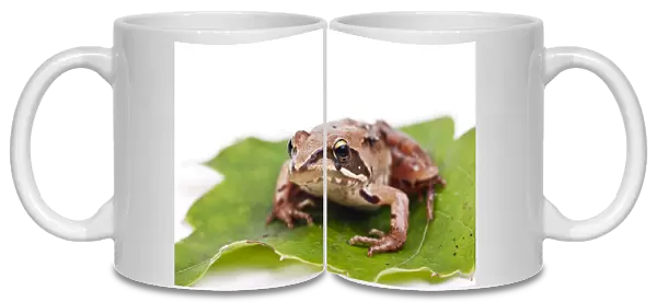 European Common Brown Frog (Rana temporaria)