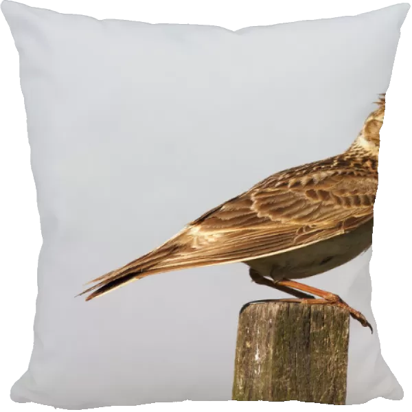 Skylark (Alauda arvensis) sitting on a fence post
