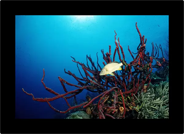 Blue Striped Grunt (Haemulon sciurus) with sponge, Trinidad, Caribbean Sea