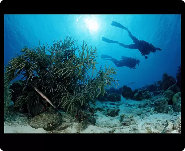 Divers swimming above coral reef, Cuba, Caribbean Sea