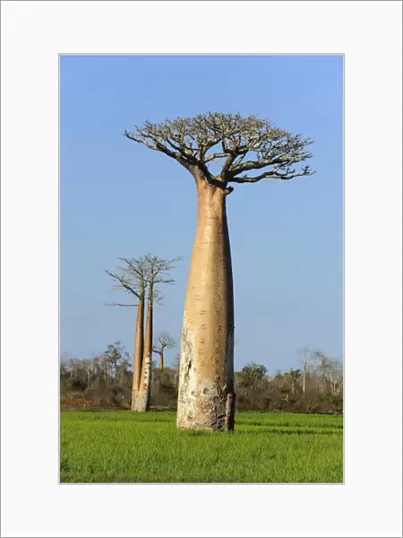 Baobab (Adansonia grandidieri), standing in the rice field, Morondava, Madagascar, Africa
