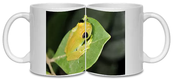 Green Tree Frog (Boophis luteus), Perinet Nature Reserve, Madagascar, Africa