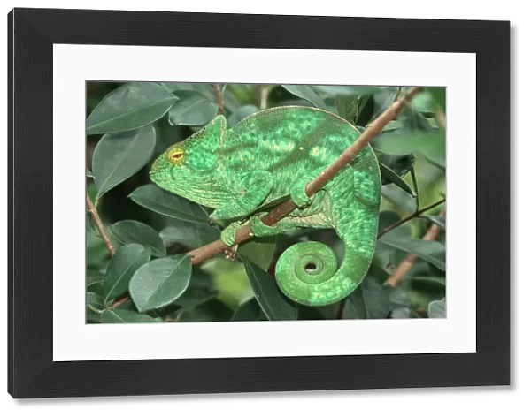 Parsons Chameleon (Calumma parsonii), resting with a rolled-up tail, Madagascar, Africa