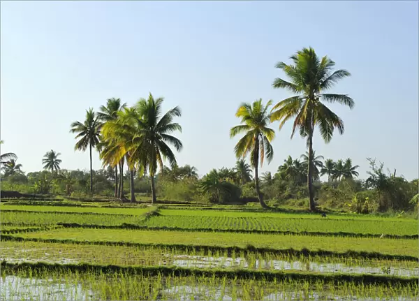 Rice paddy in front of tropical palm trees, Morondava, Madagascar, Africa