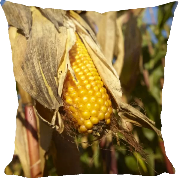 Ripe corn, cornfield, autumn, Aichach district, Upper Bavaria, Germany, Europe
