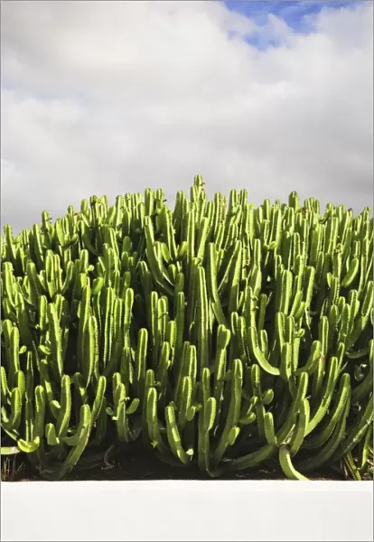 Cactus group, Lanzarote, Canary Islands, Spain, Europe