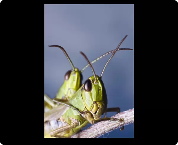 Locusts (Chorthippus montanus) mating