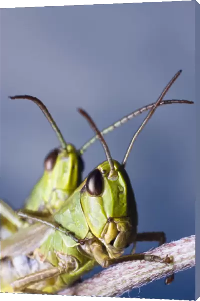 Locusts (Chorthippus montanus) mating