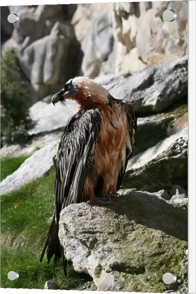 Bearded Vulture (Gypaetus barbatus), Alpine Zoo Innsbruck, Tyrol, Austria, Europe