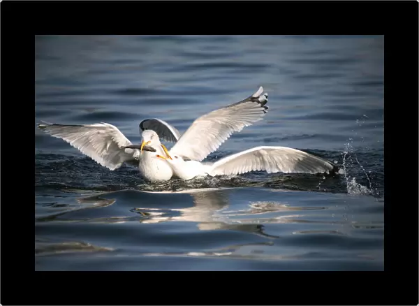 Herring gulls (Larus argentatus), fighting over fish, Mecklenburg-Western Pomerania, Germany, Europe
