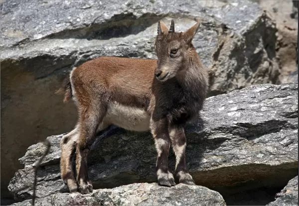 Alpine ibex (Capra ibex), fawn, Alpine Zoo Innsbruck, Tyrol, Austria, Europe