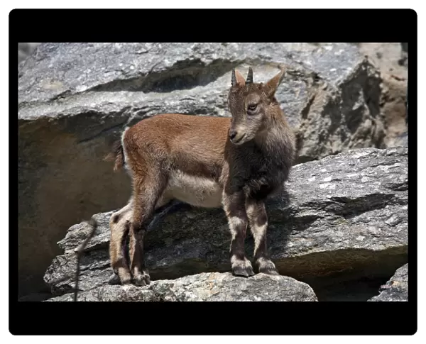 Alpine ibex (Capra ibex), fawn, Alpine Zoo Innsbruck, Tyrol, Austria, Europe