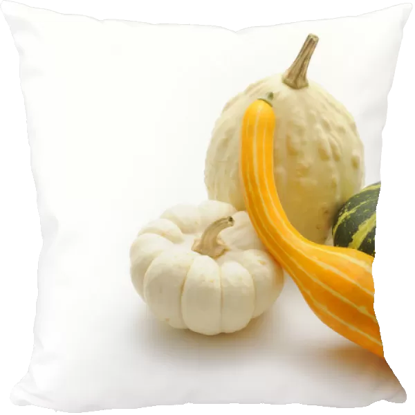 Ornamental pumpkins (Cucurbita)