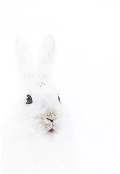 Snowshoe hare portrait