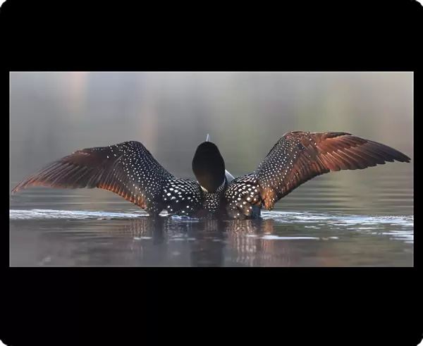 Morning welcome - Common loon