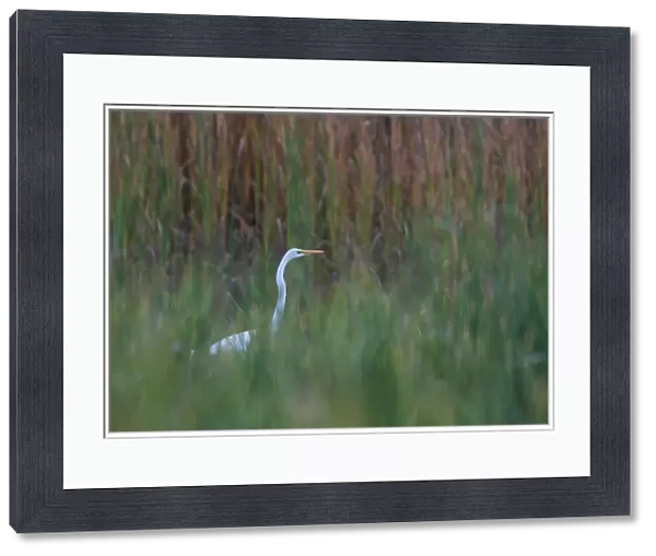 Great egret in marsh