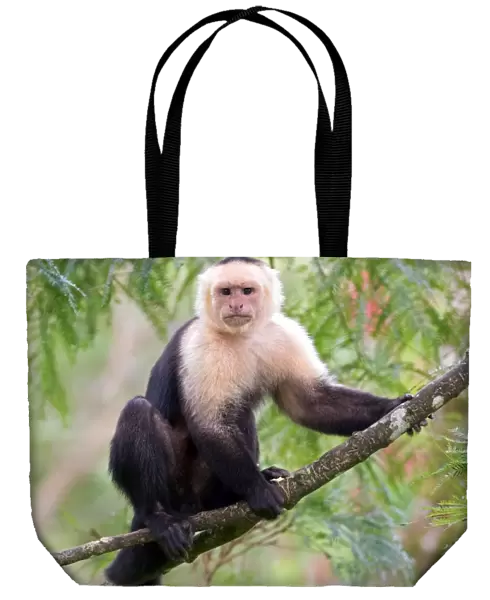 Capuchin monkey (Cebus capucinus) Costa Rica