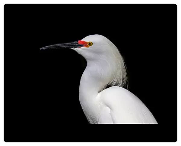 Snowy Egret profile