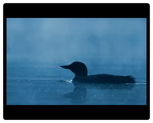 Common loon in blue hour