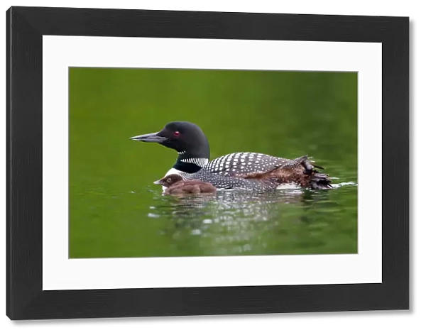Common loon with chick by her side