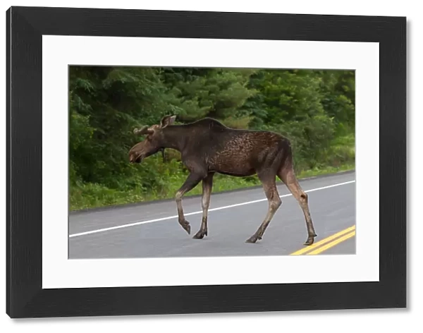 Bull moose crossing highway