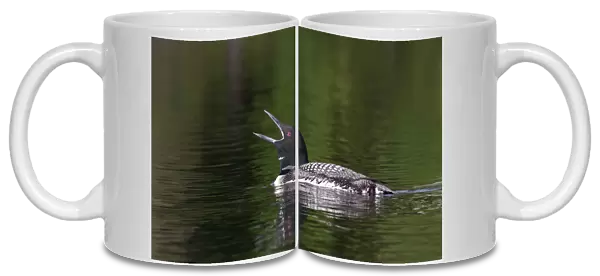 Common loon call