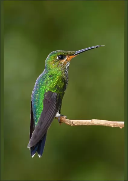 Green-crowned brilliant hummingbird (juvenile) - Costa Rica