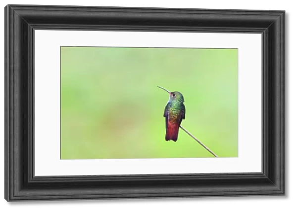 Rufous-tailed hummingbird - Costa Rica