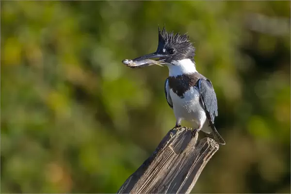 Belted Kingfisher with fish (Megaceryle alcyon)