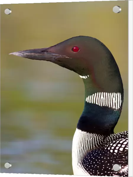 Common loon colours of neck
