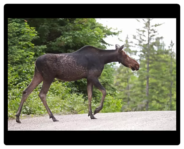 Moose crossing dirt road
