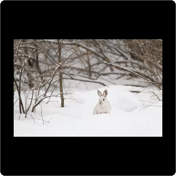 Snowshoe Hare in winter