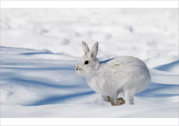 Snowshoe Hare on the run