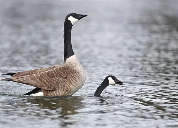 Canada Geese mating