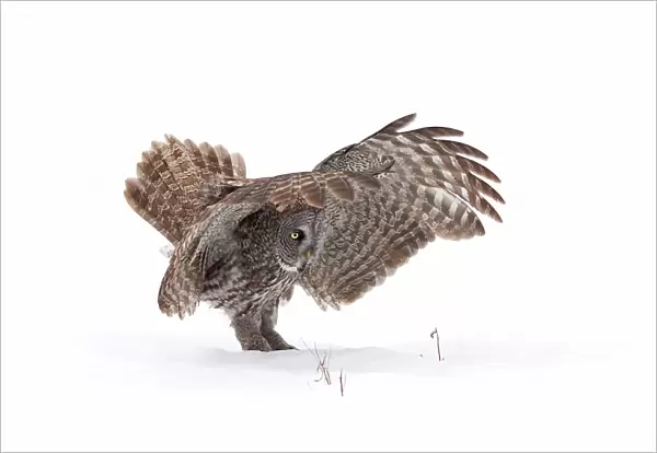 Great grey owl casts a shadow