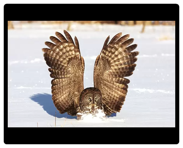 Great gray owl catches mouse