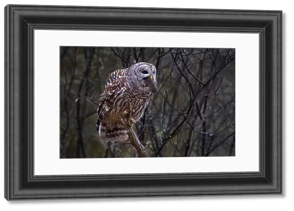 Barred owl with vole
