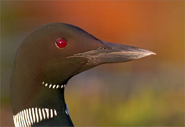 Common loon profile
