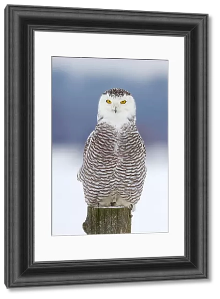 Snowy Owl on Post
