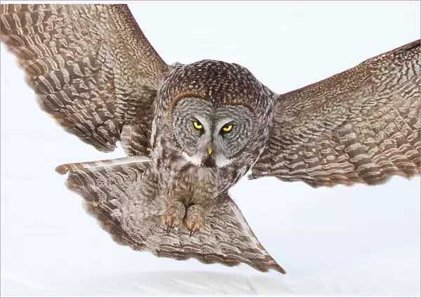 Big owl