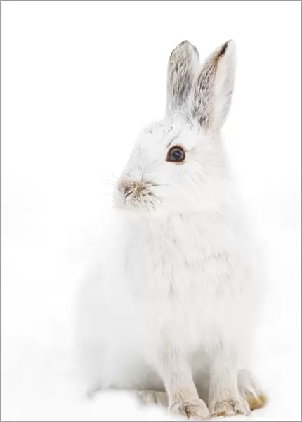 Bunny Pose - Snowshoe hare