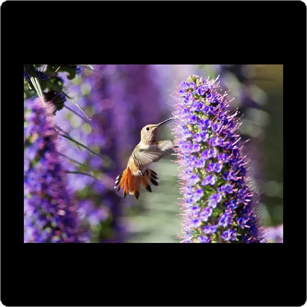 Allens Hummingbird Feathery Display