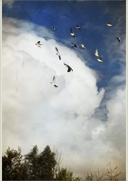 Incoming storm and flock of birds