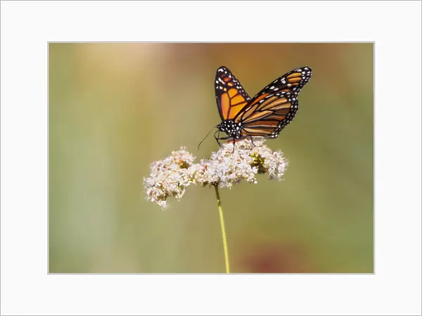 Monarch butterfly perched on wildflower